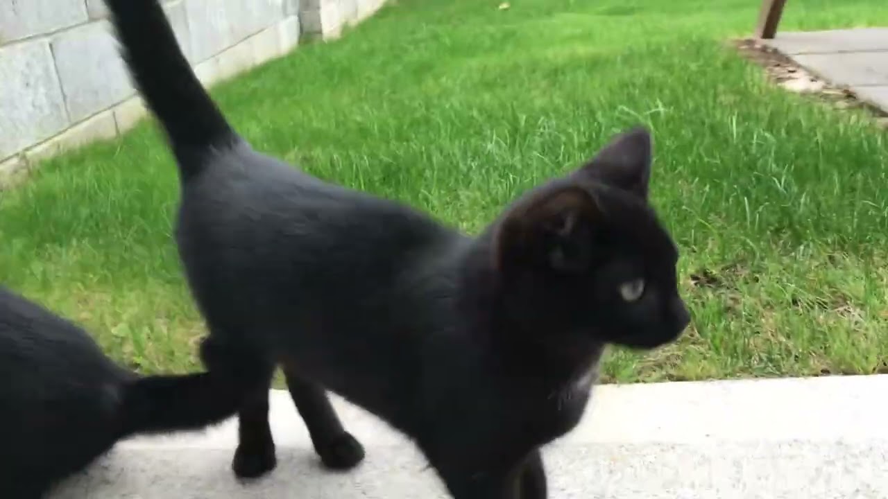 2017-09-26 &bull; An Daingean - Grove, Twin Kittens Following Me