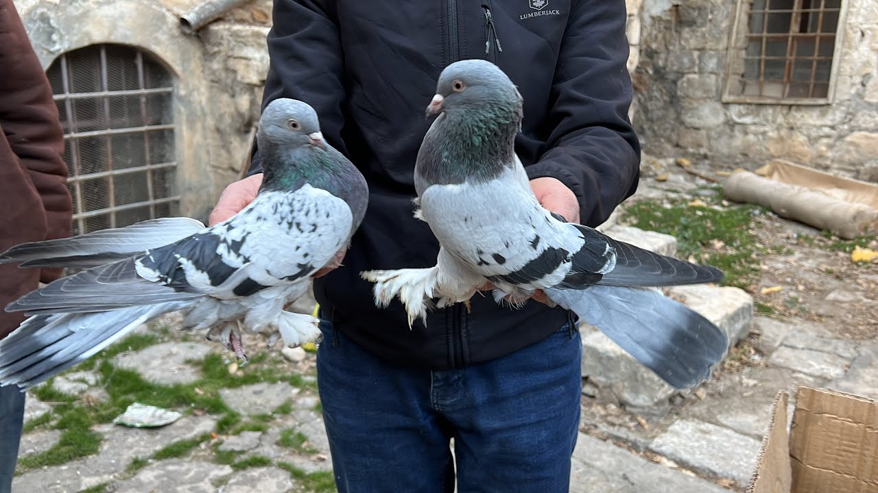 Mardinin Tarihi Eski Soy Yılarca Korunan Tarihi Kuşları 50 yıllık Emek Bu Akşam 21:00 da Canlıda ‼️