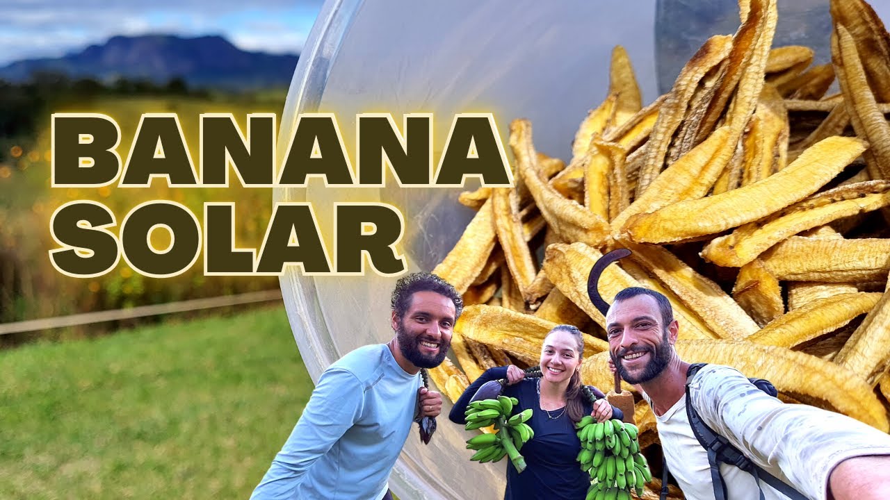 DESIDRATADOR SOLAR - SAIU A 1ª PRODUÇÃO DE BANANINHAS