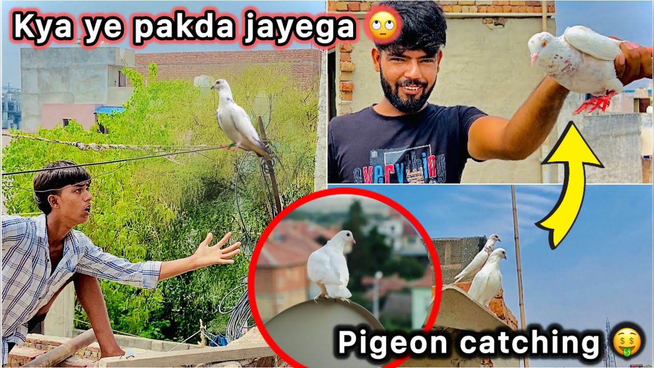 Bht purana kabutar pakdne lge 🤑 || Buri Halat hogyi 🥺 🕊️