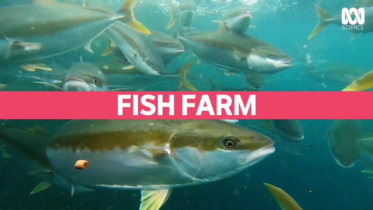 Fish experiment — frozen vs fresh: which is best? | Catalyst