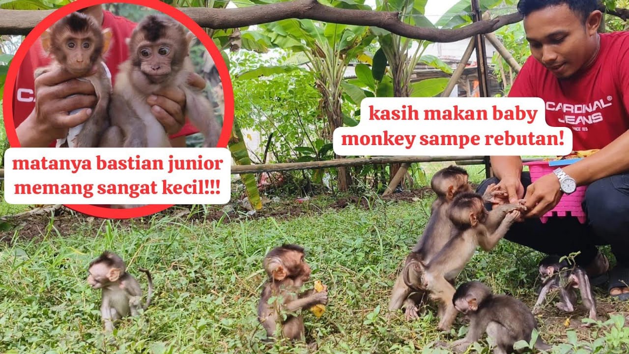 Bastian junior vs Baby Beruk makan pada rebutan!!!