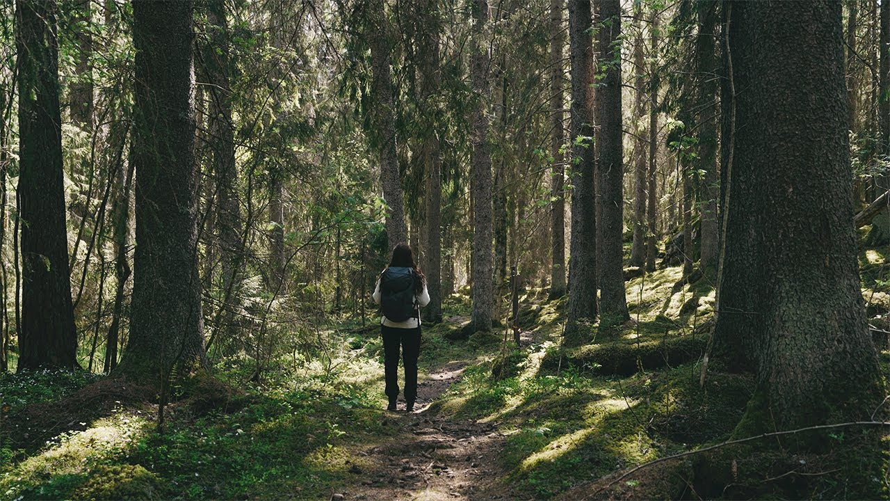 Springtime in Sweden, Dalarna | Hiking In An Old Growth Forest | Slow Living | Forest Ambience ASMR