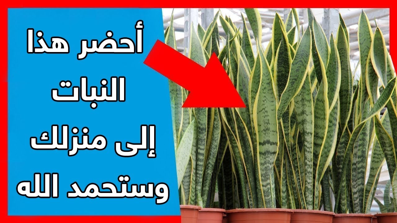 إذا رأيت هذا النبات احضره فوراً الى منزلك.. ستحمد الله عندما تعرف السبب !!