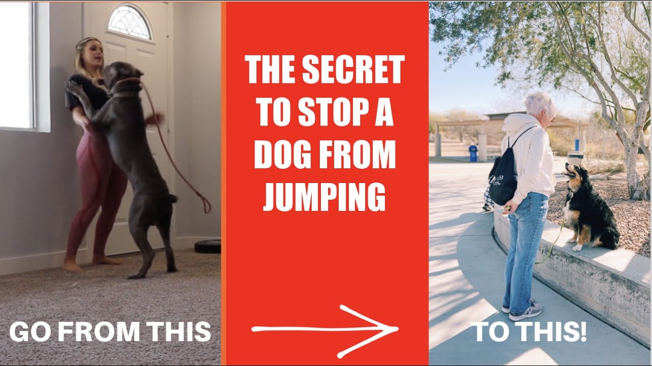THE SECRET TO STOP YOUR DOG FROM JUMPING