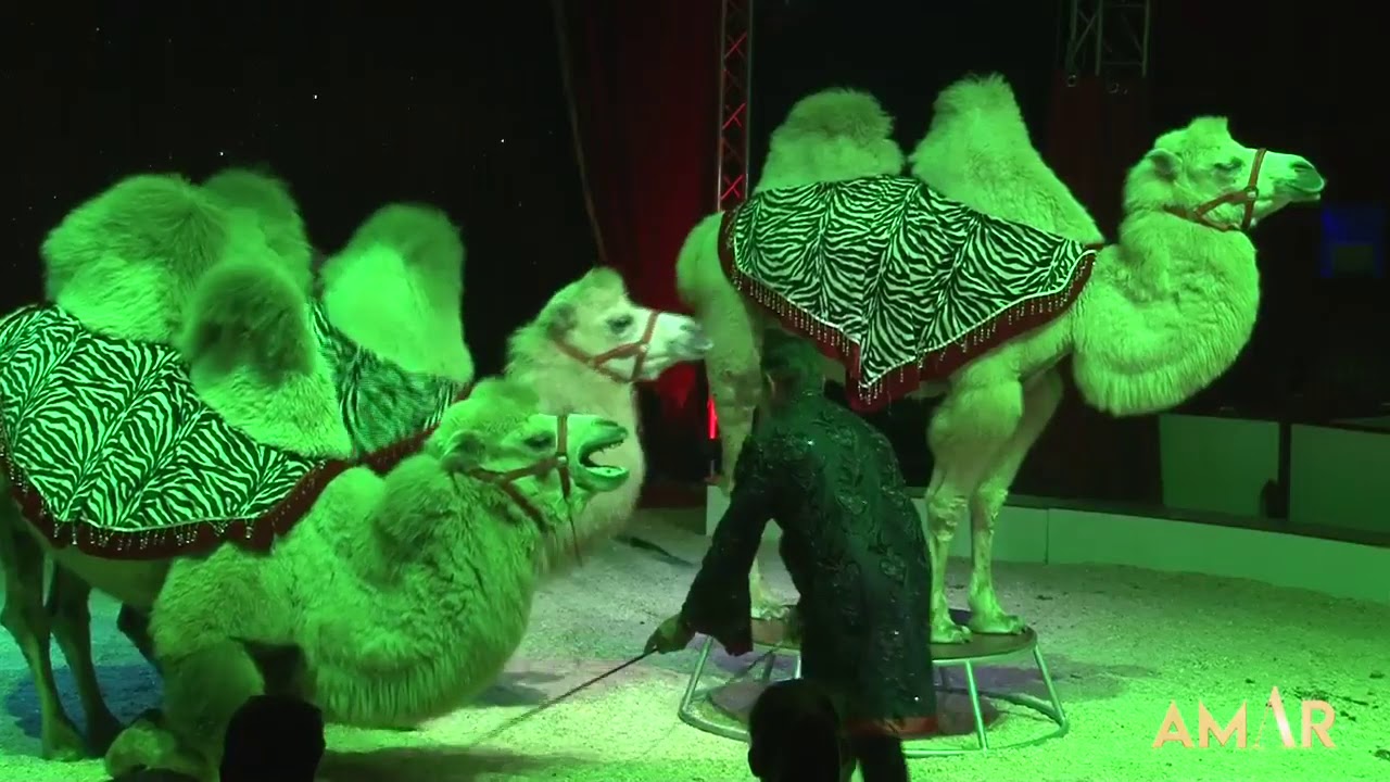 Cirque AMAR - Maison de Noel 2020