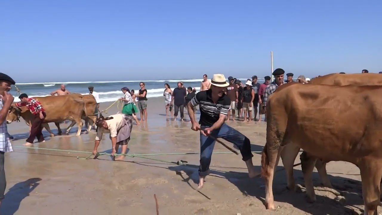 XÁVEGA COM BOIS 4 - (Torreira-Murtosa)