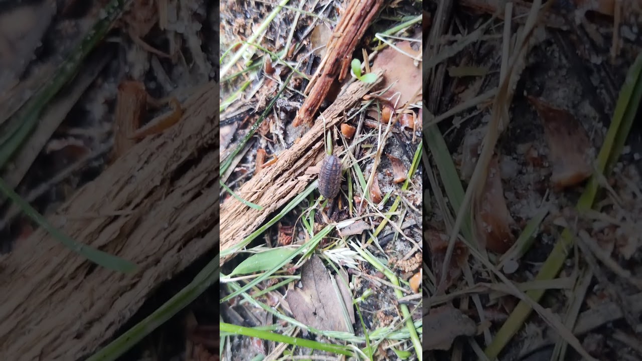 A&nbsp;#woodlouse #Oniscidea&nbsp;or plural&nbsp;#woodlice running - small wild animals life in the wood 4k nature