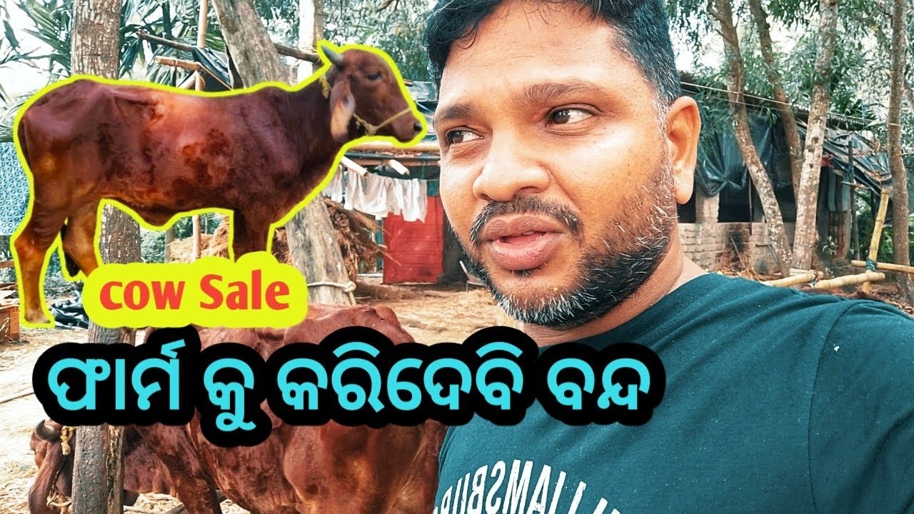 My friend mera sale | dairy farming odisha | gir cow Sale odisha 