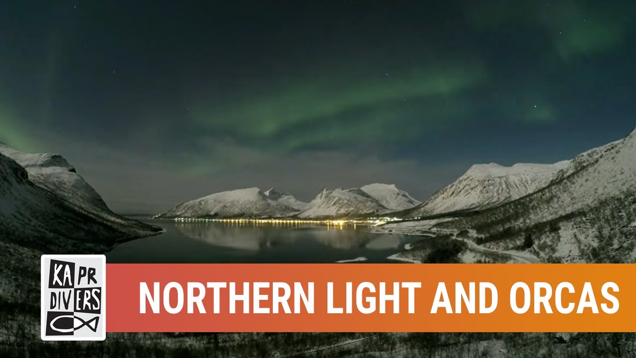 Northern light, Orcas and Humpback whales Tour | Kapr Divers | October 2016