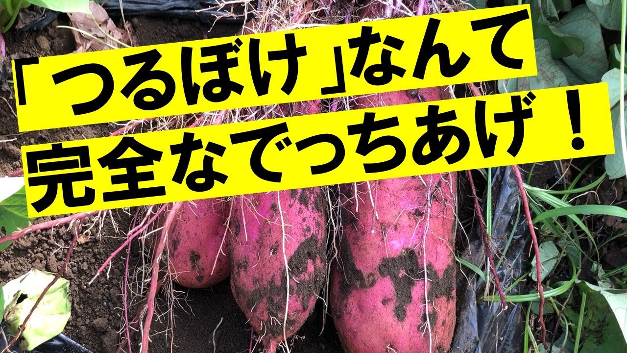 サツマイモがたくさん収穫できる土に共通点があった！肥料は入れても問題なし！