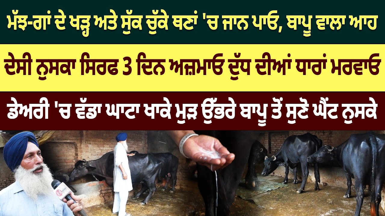 ਡੇਅਰੀ ਵਾਲੇ ਬਾਪੂ ਦੇ ਨੁਸਕੇ ਅਜ਼ਮਾਓ ਦੁੱਧ ਵਧਾਓ ਡੰਗਰਾਂ ਦੇ ਥਣਾਂ 'ਚ ਜਾਨ ਪਾਓ
