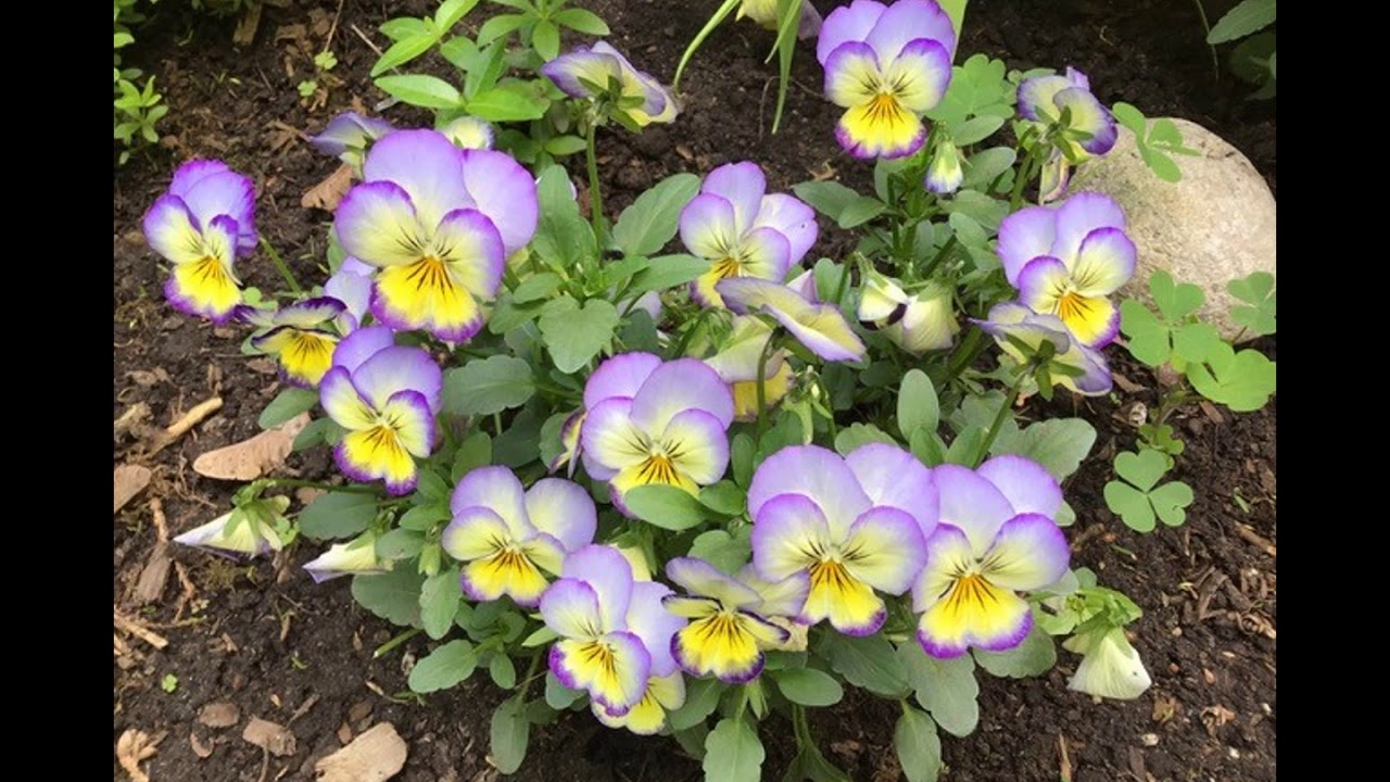 Ottawa Garden Club - 7