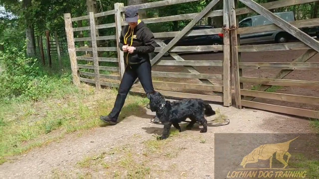 How to teach your dog to sniff  The Scent Article ( Mantrailing) @lothiandogtraining