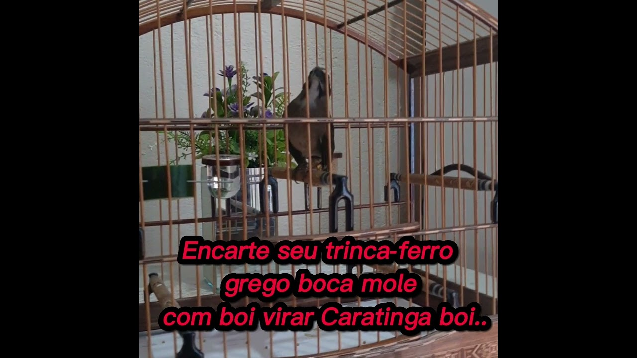 Encarte filhote de trinca-ferro grego boca mole com boi virada Caratinga com boi..