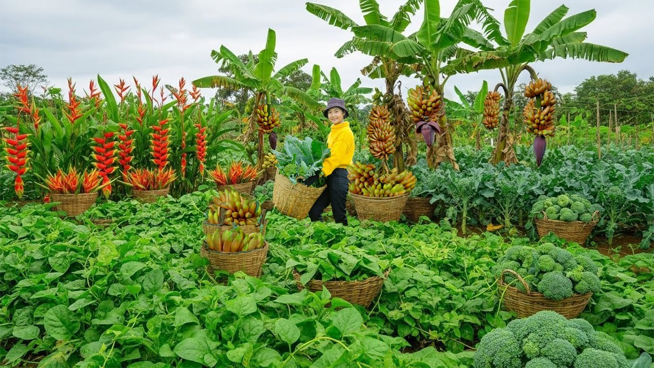 Relax With Harvest: Purple Bananas, Parrot Beak Flowers, Malabar Spinach, Broccoli, Cucumbers...