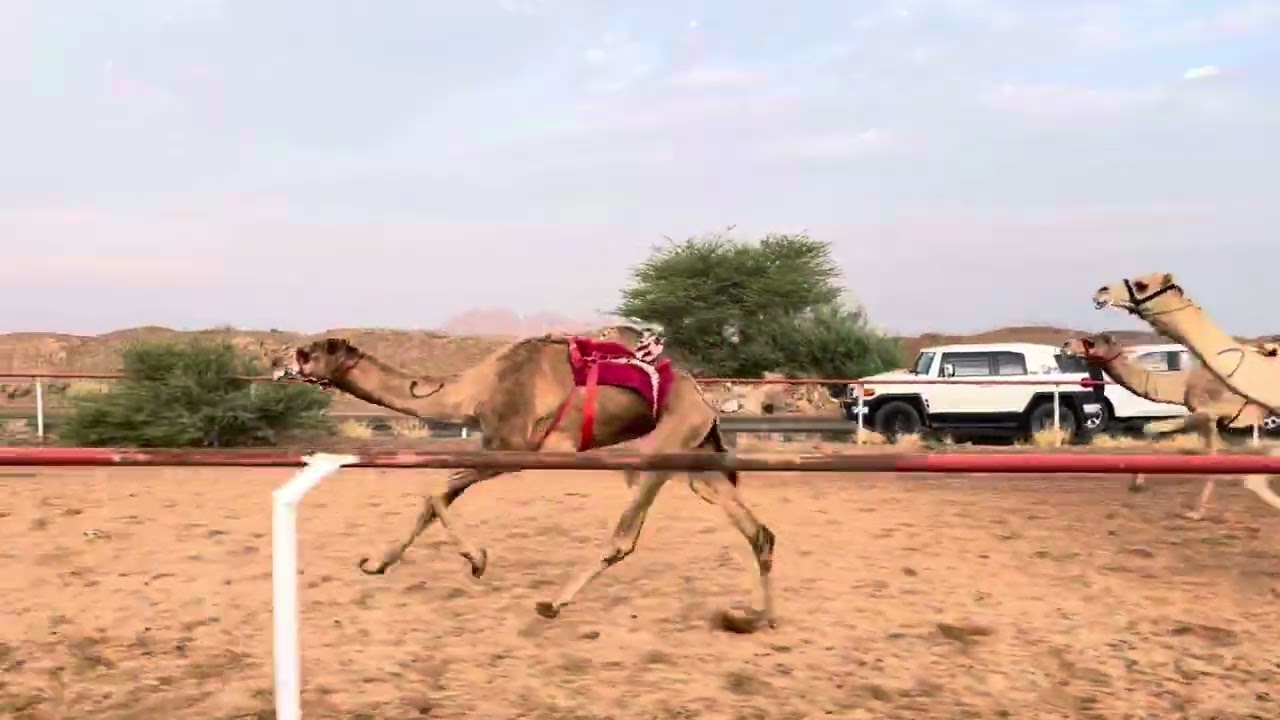 التمهيدي الثالث شوط 2 الثنايا قعدان  6ك الغوج لـ  سلمان عبدالكريم الجهني