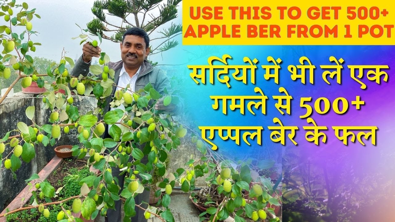 एप्पल बेर के पौधे में यह खाद डालने से इतने फल आएंगे पड़ोसियों को बांटोगे|Get 500+fruits in Apple Ber