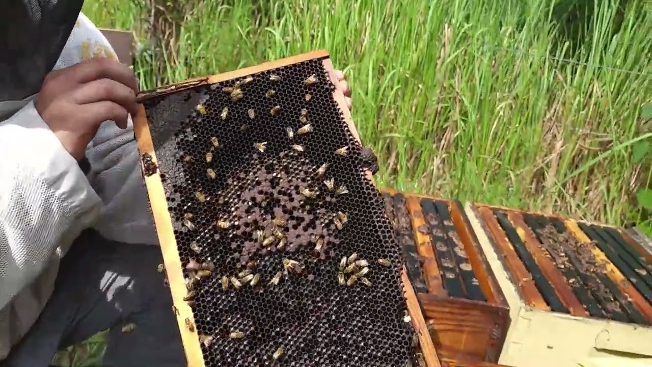 Queenless Hive? | How to identify if you have a queenless hive