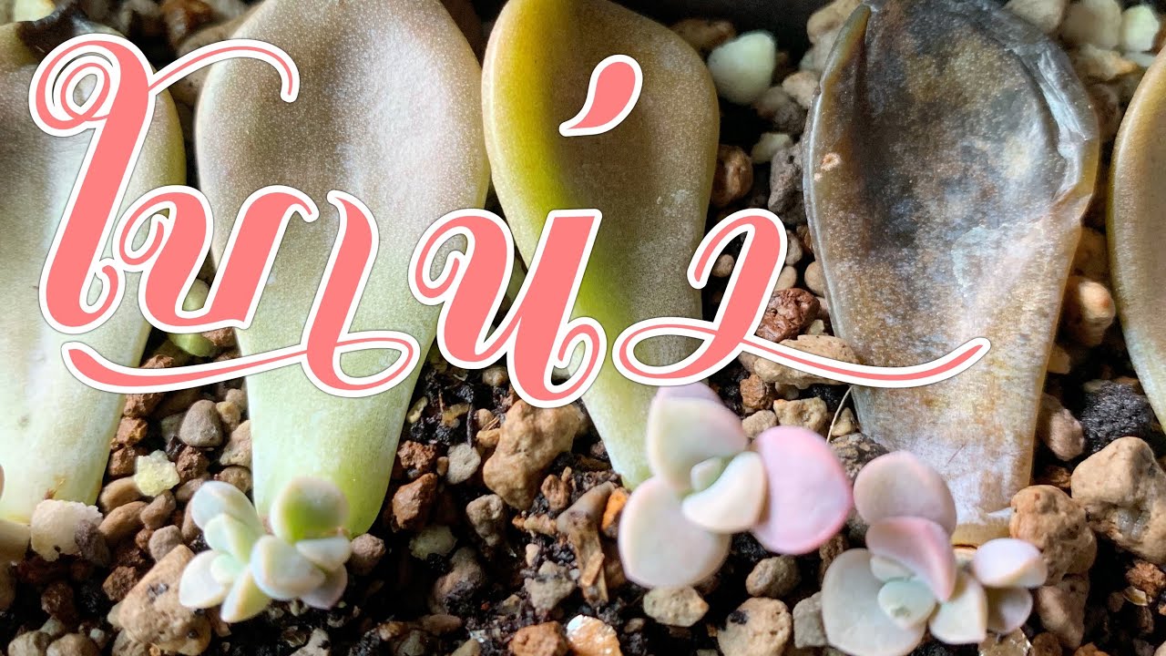 [ Rookie P ] EP40  How to วางใบแล้ว 