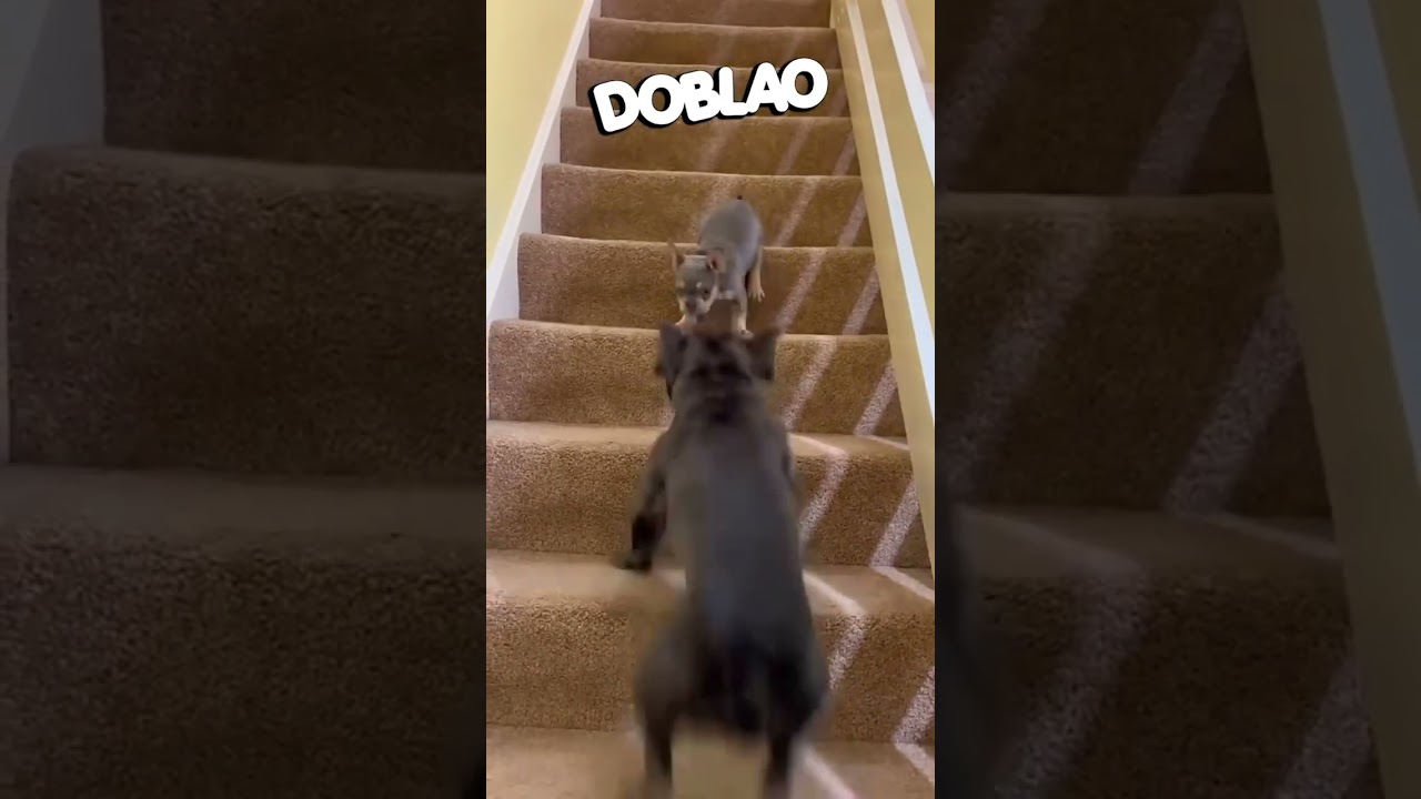 Ap&uacute;rate que vamos a llegar atrasados #doblao #dog
