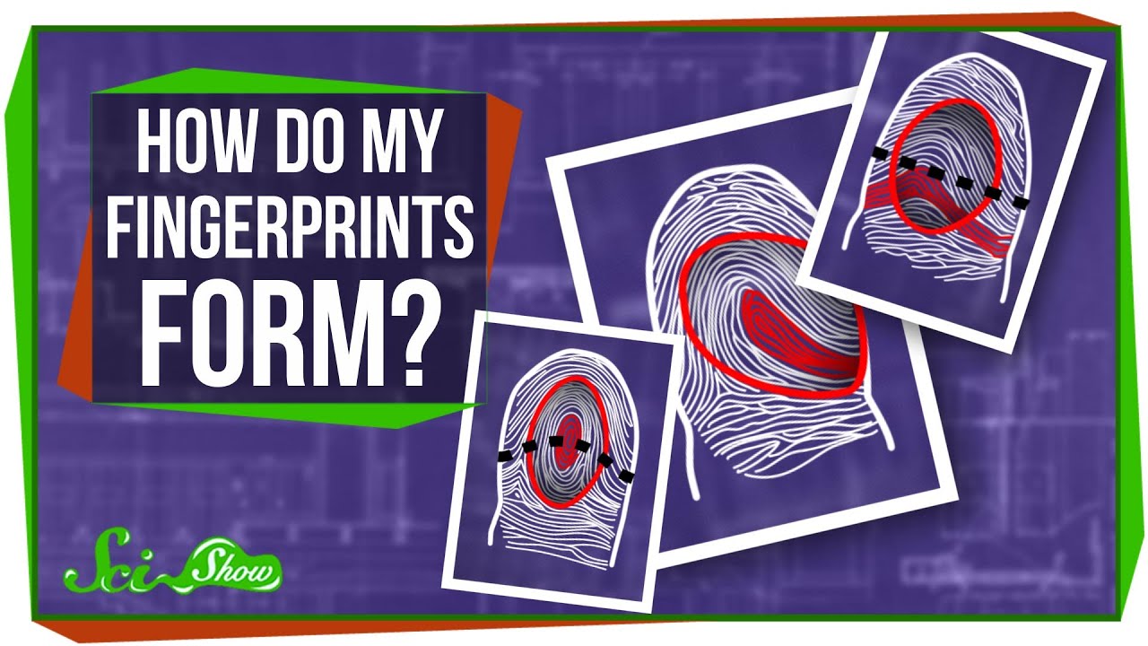 How Do My Fingerprints Form?