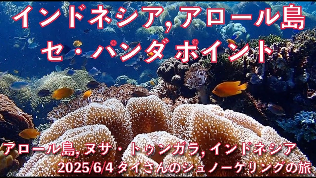 【#152 タイさんのシュノーケリングの旅 】セ・パンダ ポイントでシュノーケリング, アロール島, インドネシア, Tai’s Journey