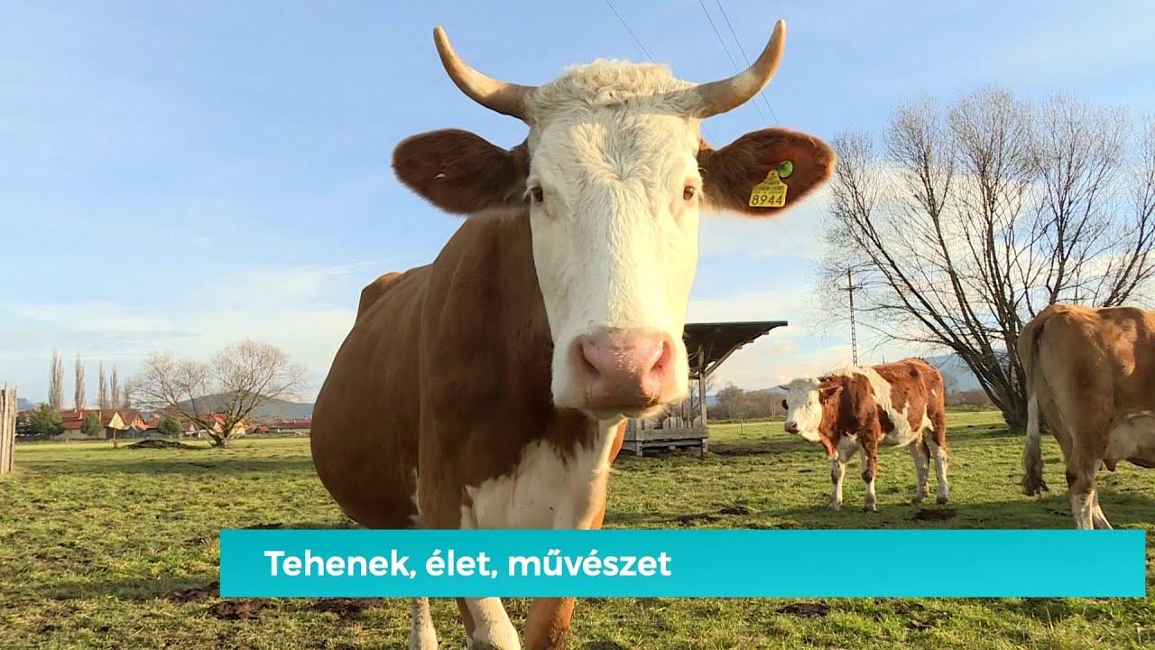 Tehenek, élet, művészet – Mozaik