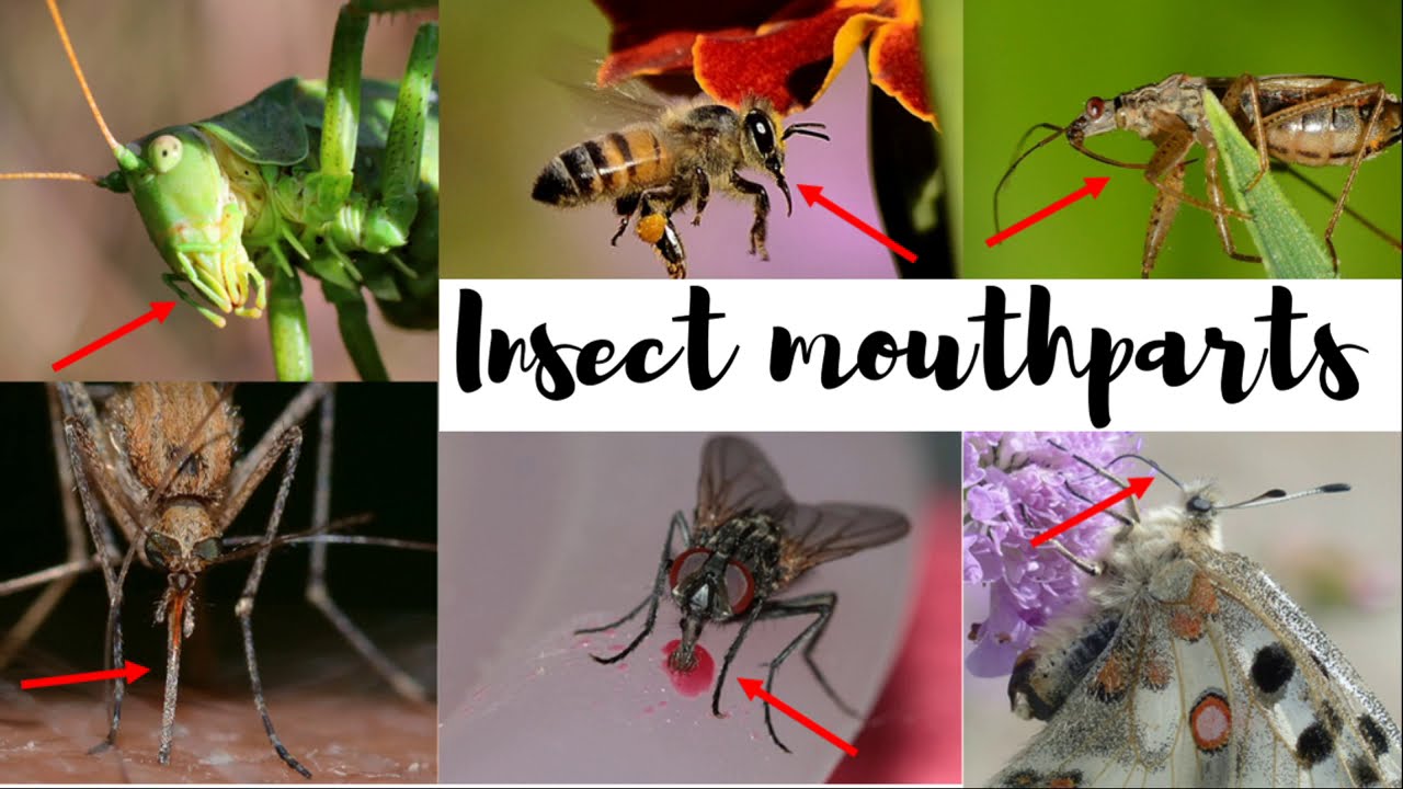 Insect mouthparts