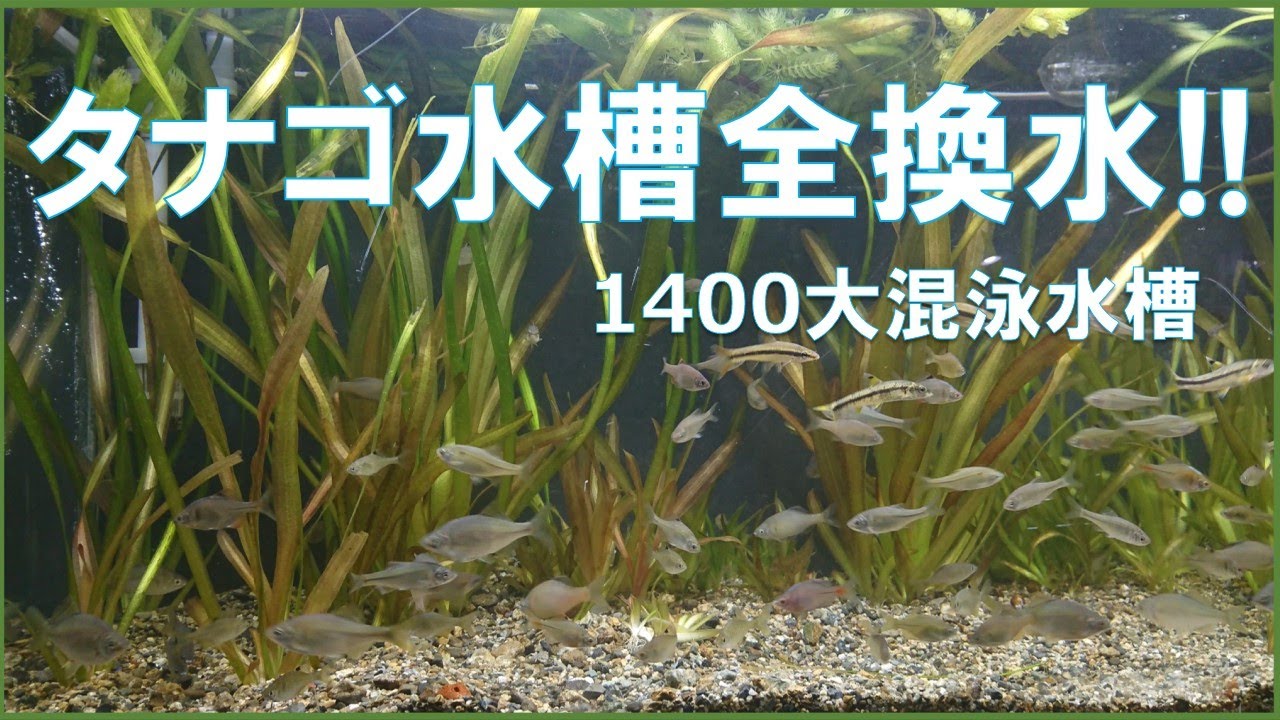 140cmタナゴ水槽を全換水