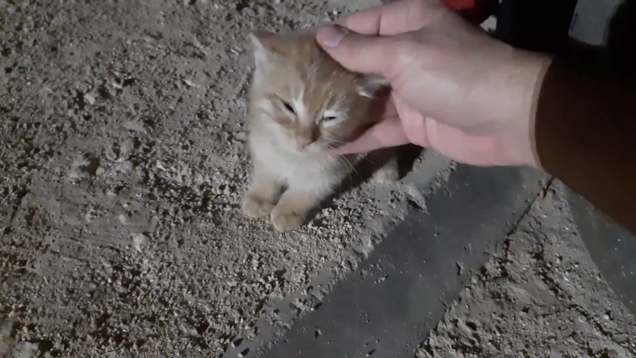 انقذت قطة صغيرة من الدهس..rescue a kitten from run over