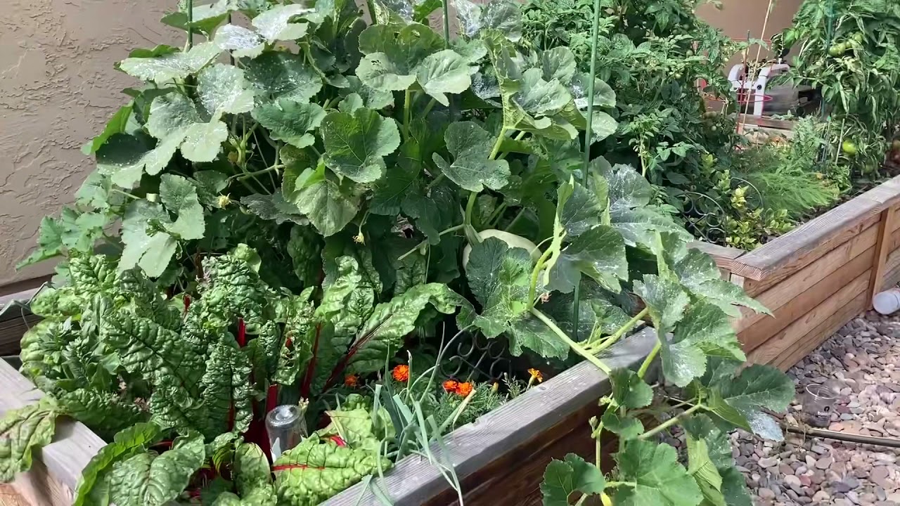 June 2021 Updated Garden Tour | Zone 10a