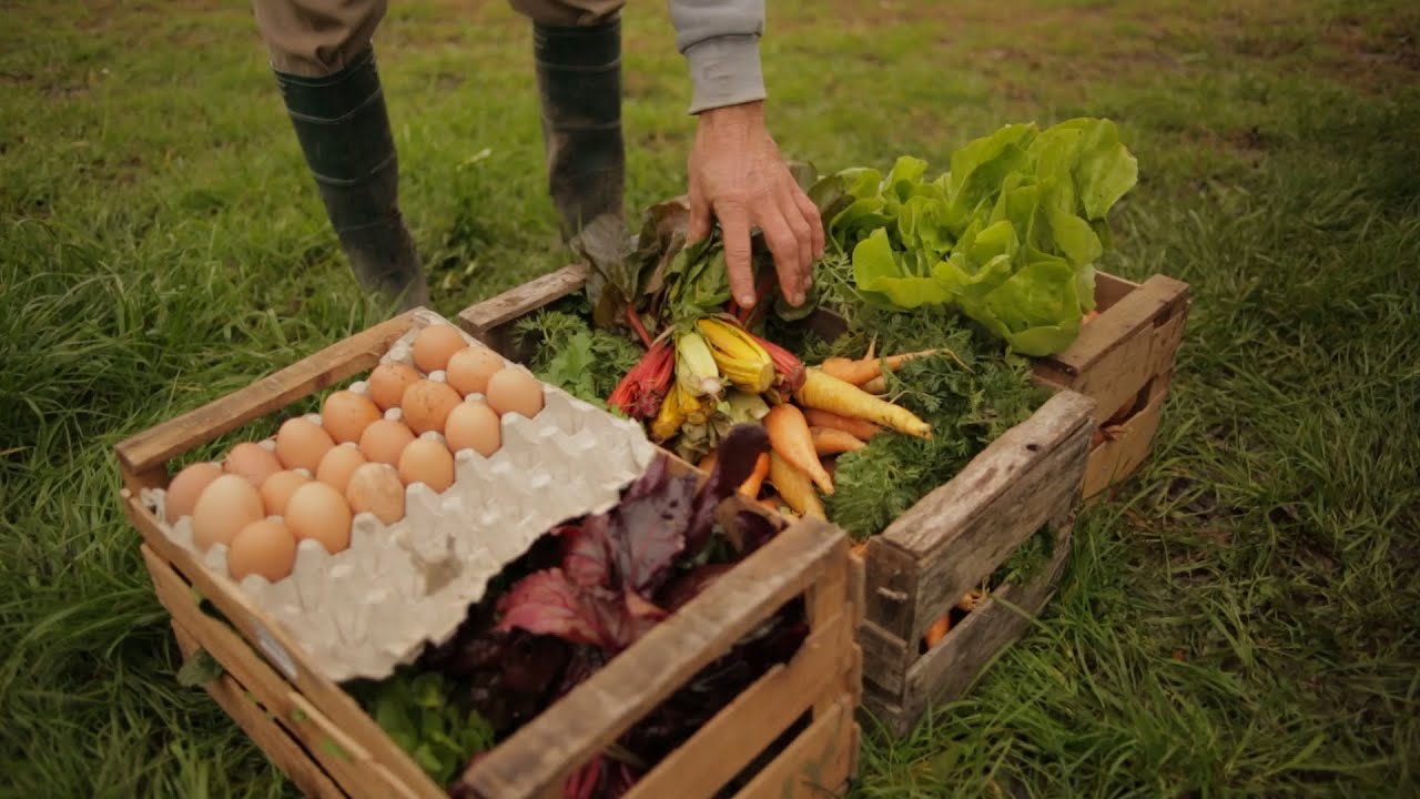 ¿Qué es la Seguridad y la Soberanía Alimentaria?