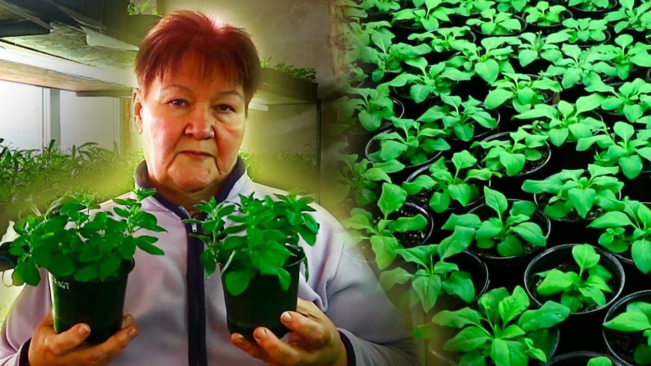 Вита Трайно о ПРИЩИПКЕ ампельных петуний. РАССАДА 2020!