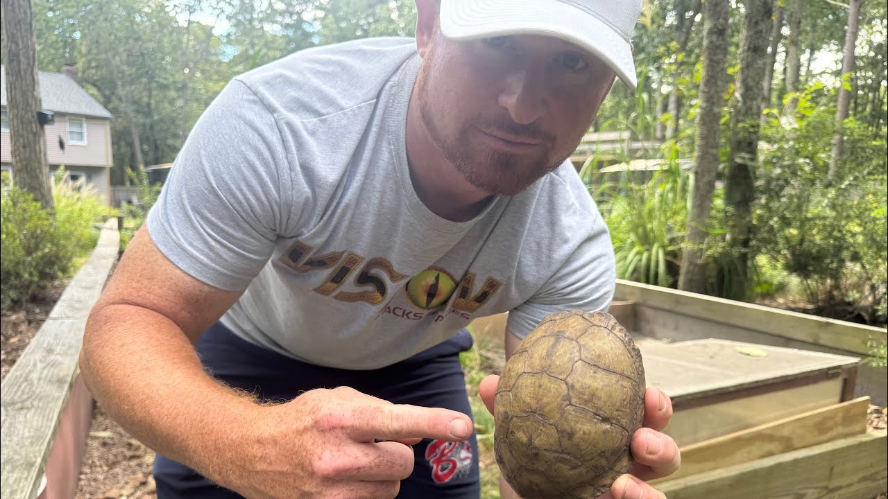 Had to move the three toed box turtles!