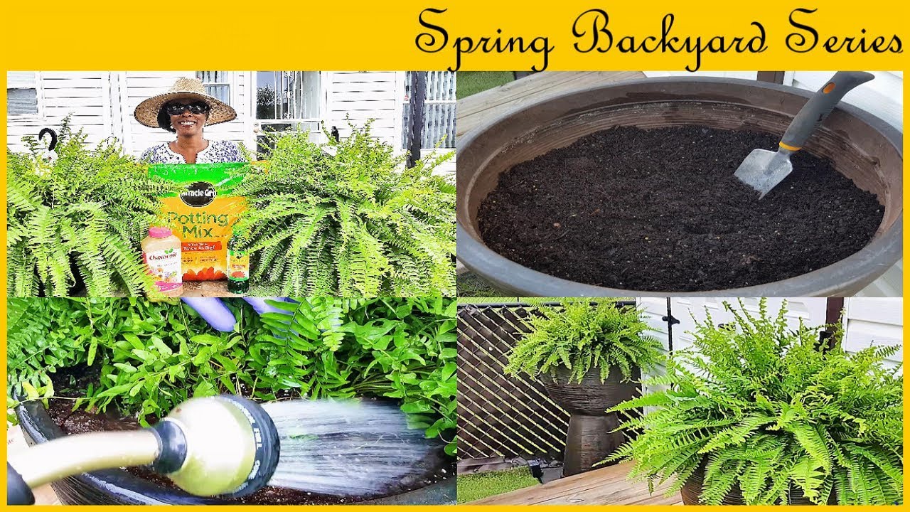 Planting BOSTON FERNS In Outdoor Containers