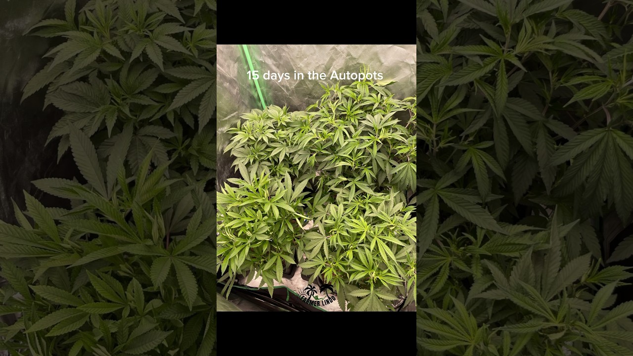 15 days in the autopot system