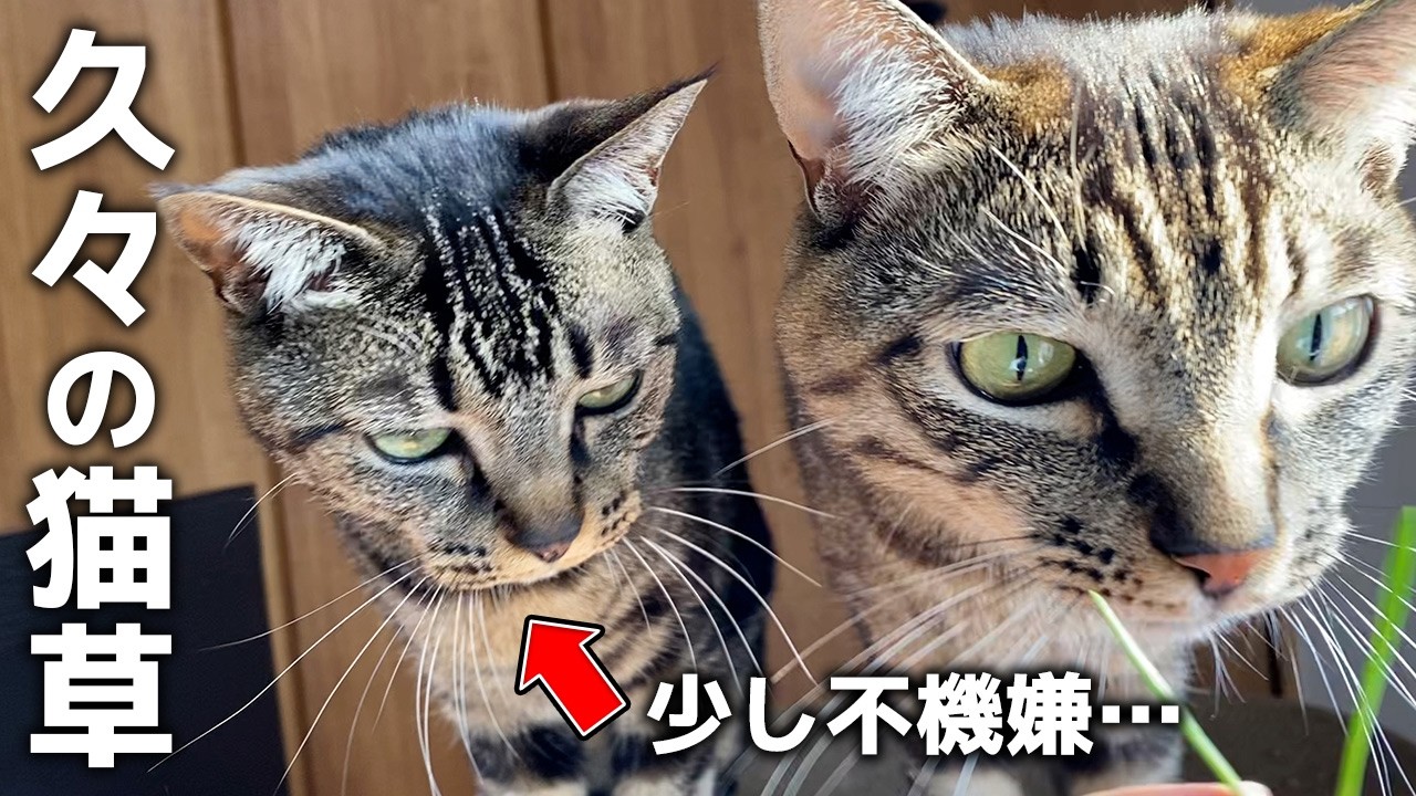 【ハプニング】猫に大好きな猫草をあげてたら…