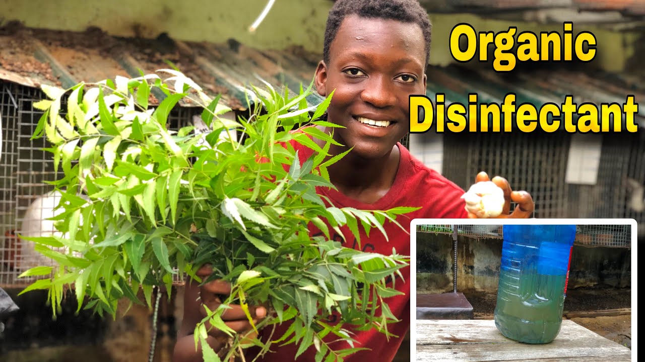 How To Make Organic Disinfectant From Neem Leaves And Garlic 🧄