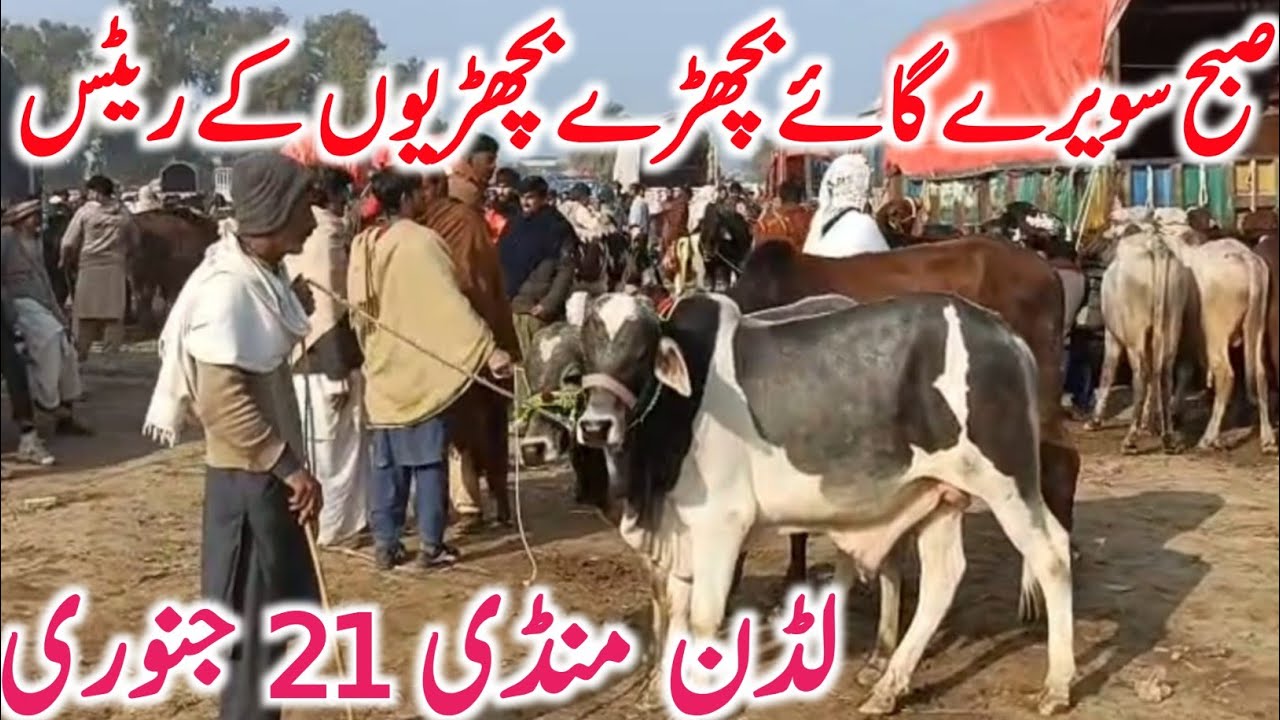 Today Luddan Cow Mandi | Sahiwal & Cholistani Bachre & Cows | Global Village Farming 2026
