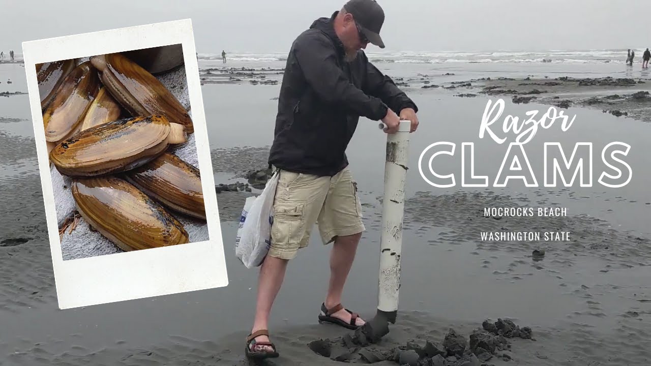 Razor Clam Digging in Washington | Vanagon Camping at Ocean City State Park