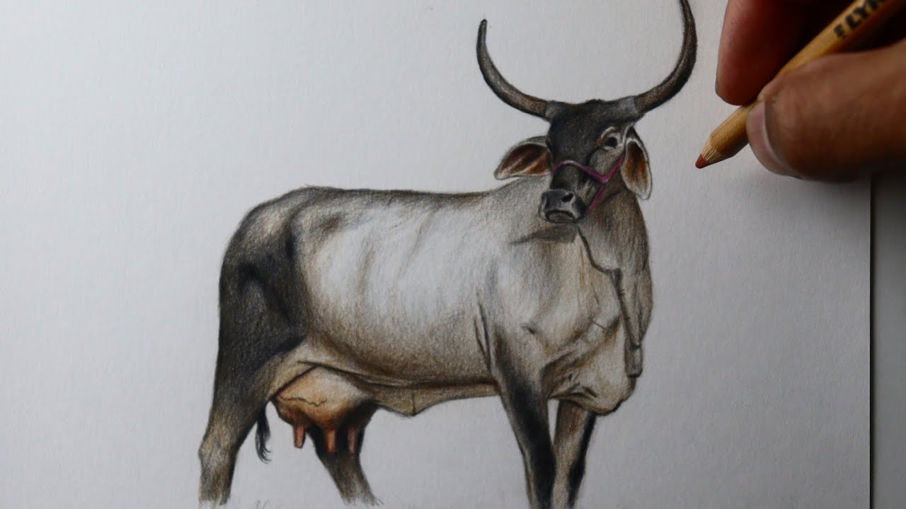 Como desenhar uma Vaca Guzerá