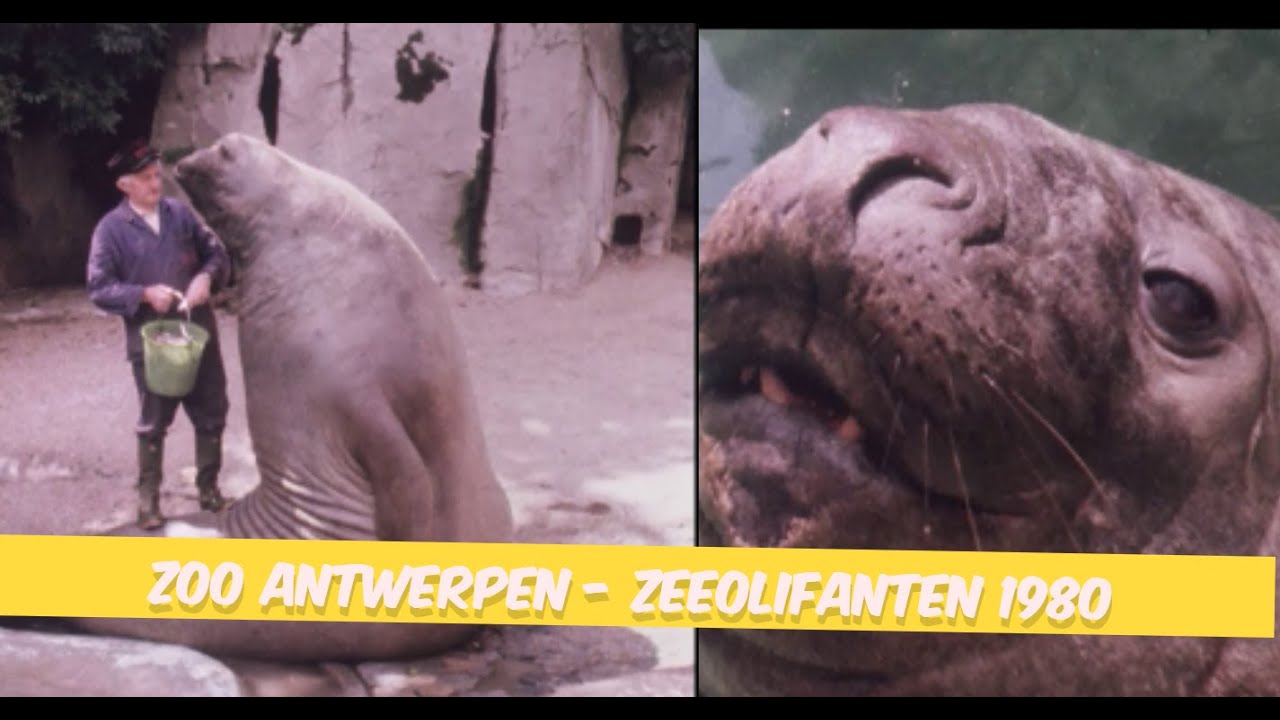 Terugblik: Zoo Antwerpen - Zeeolifanten 1980