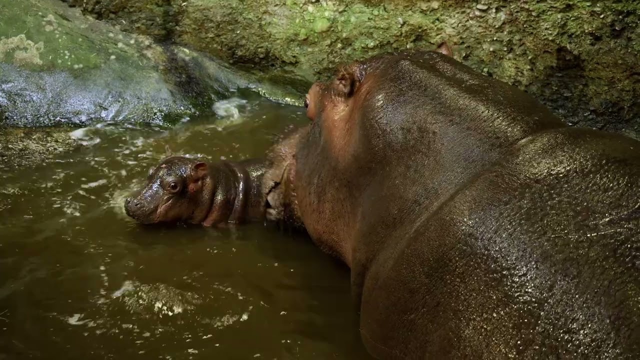 Flusspferd-Baby im Zoo Basel #zoobasel
