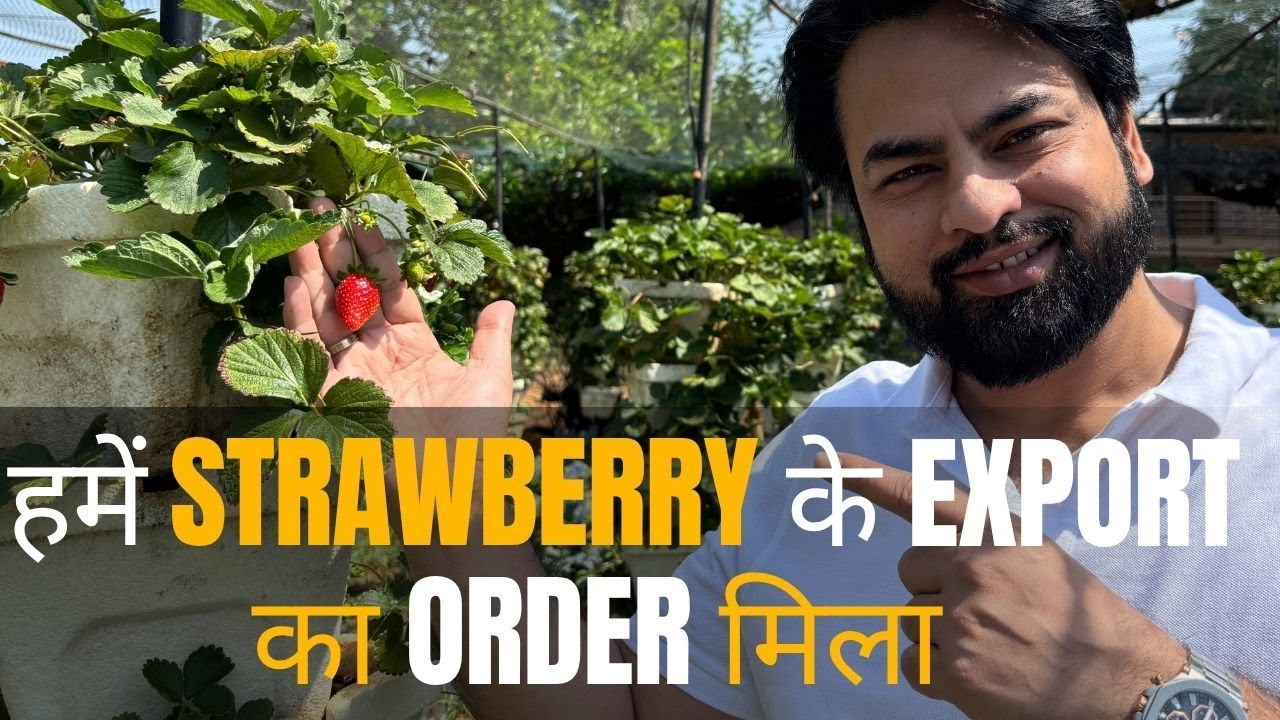 How to export strawberry? | Exporter and Importer  |  Harsh Dhawan | Export Experts Global