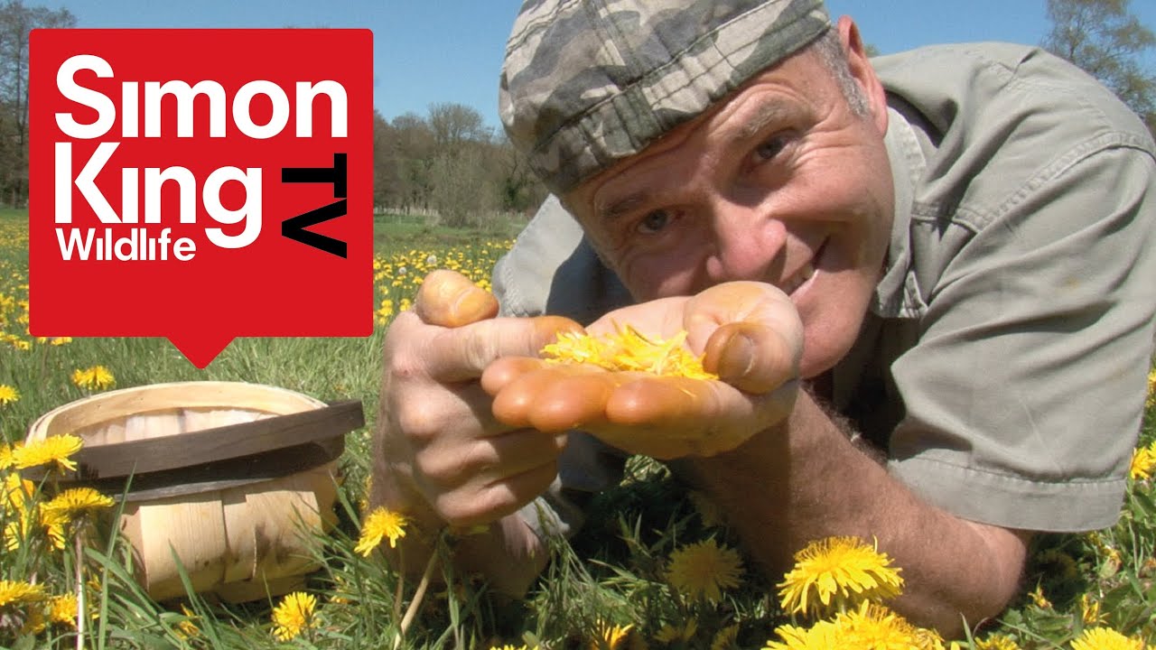 Eating Dandelions with Simon King