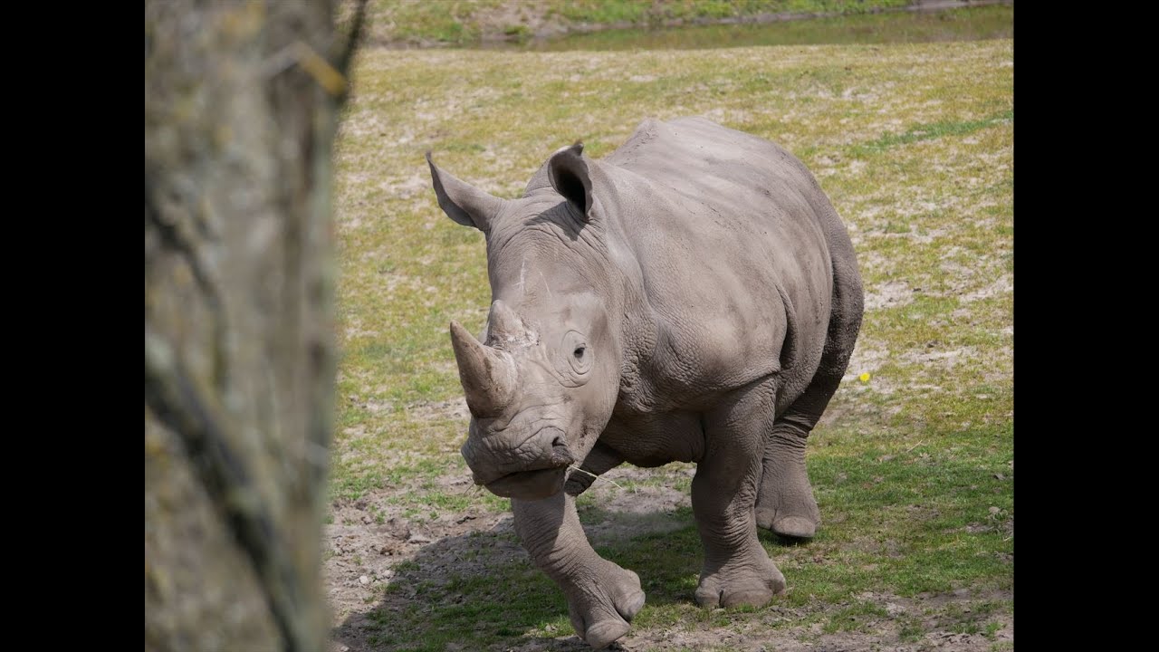 Rino's bullying other animals in zoo
