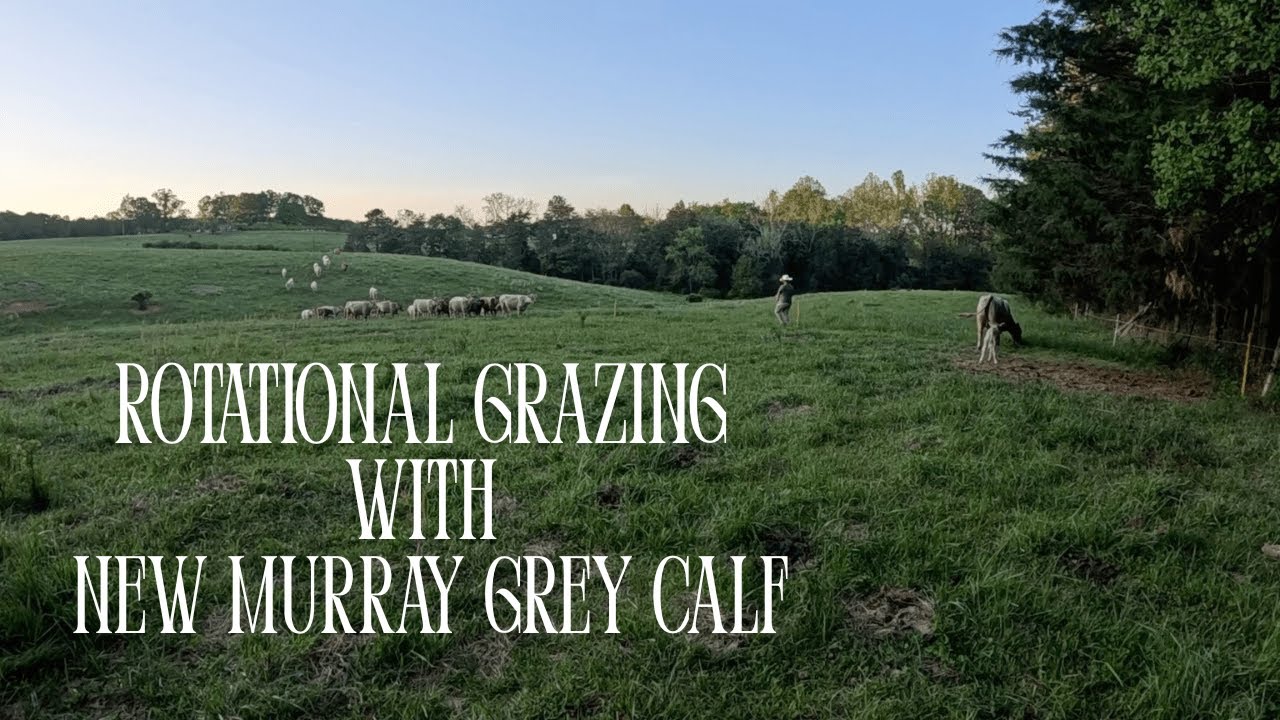 EP. 116 | Moving Cattle with a New Murray Grey Calf