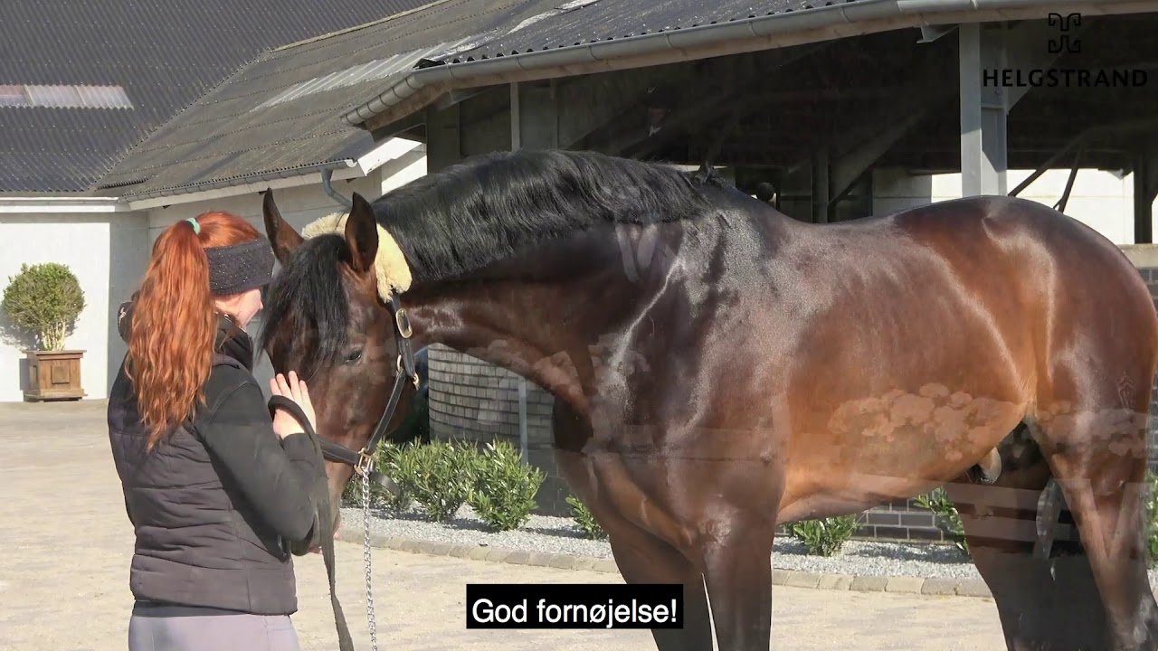 Revolution by Rocky Lee/Rouletto, stallion, born 2013