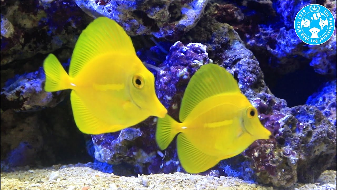 【チャーム】海水魚 キイロハギ Zebrasoma flavesens ハギ charm動画